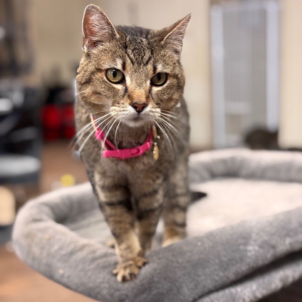 Flower, an adoptable Domestic Short Hair in Midland, TX, 79701 | Photo Image 1