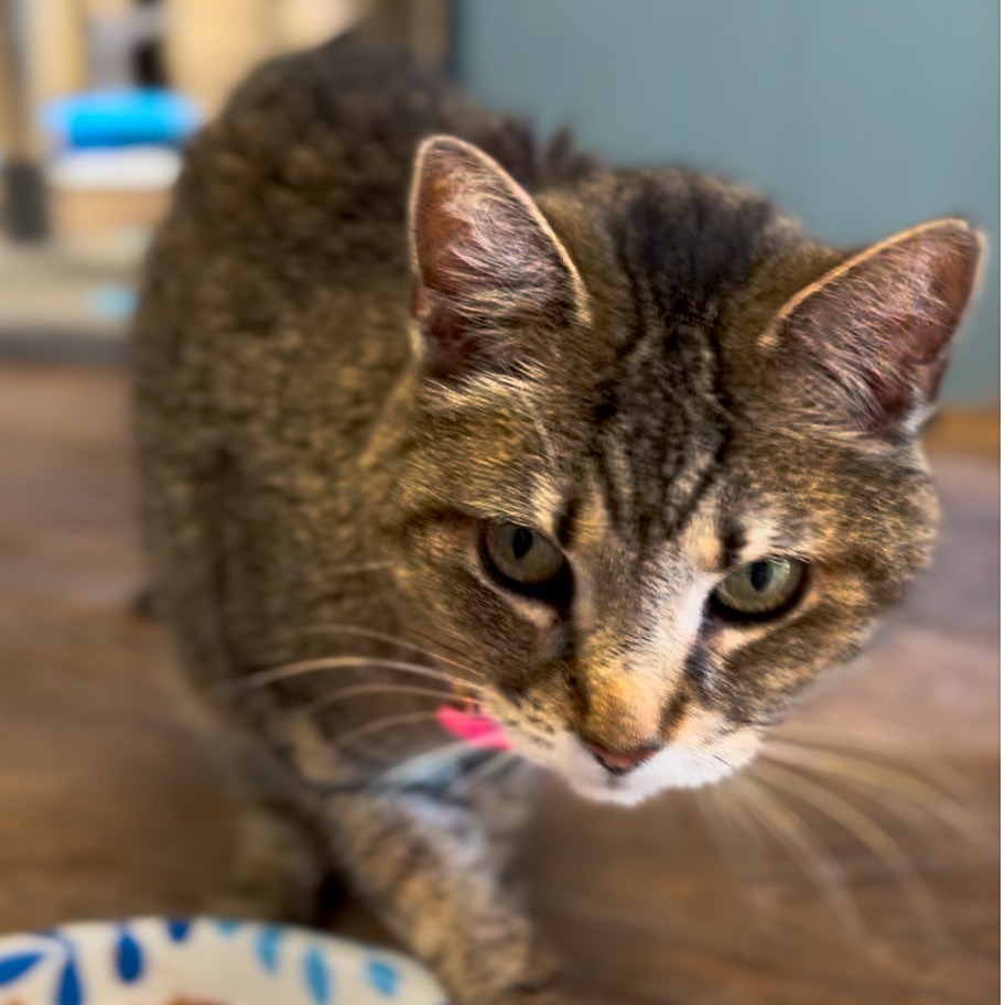 Flower, an adoptable Domestic Short Hair in Midland, TX, 79701 | Photo Image 2