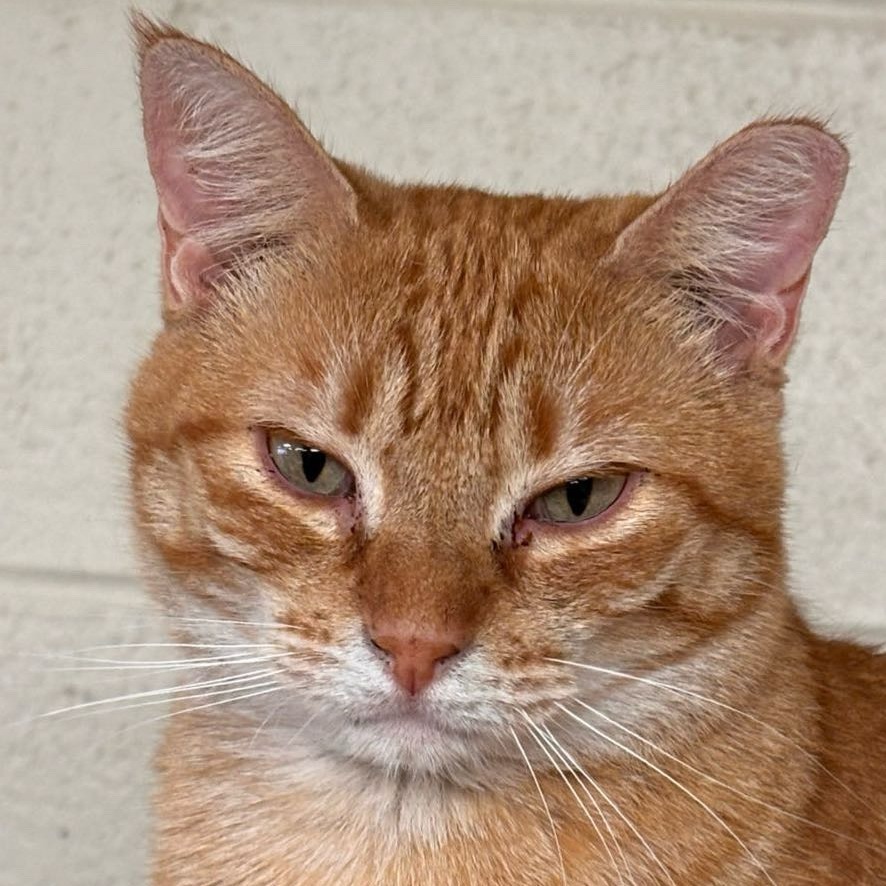 Cameron, an adoptable Domestic Short Hair in Midland, TX, 79701 | Photo Image 1