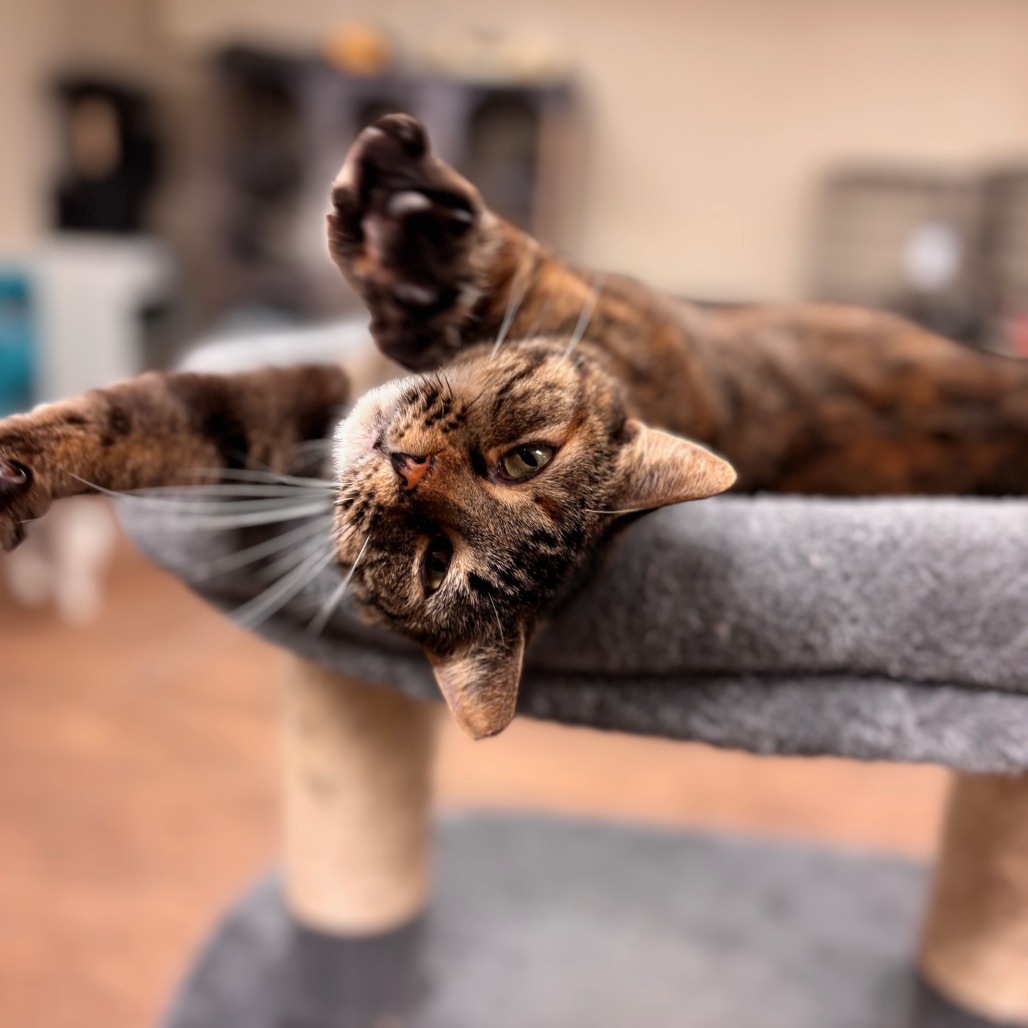 Thumbelina, an adoptable Domestic Short Hair in Midland, TX, 79701 | Photo Image 1