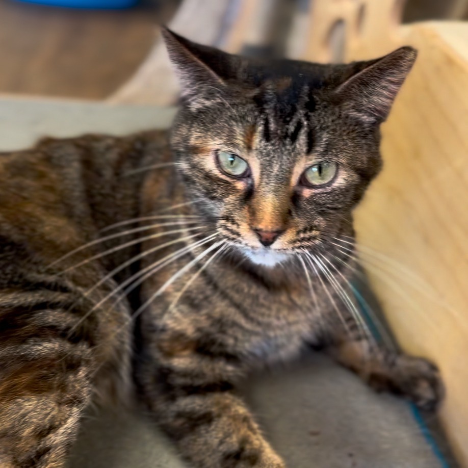 Thumbelina, an adoptable Domestic Short Hair in Midland, TX, 79701 | Photo Image 2