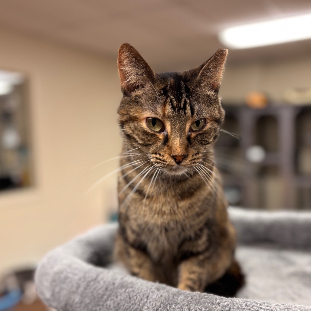 Thumbelina, an adoptable Domestic Short Hair in Midland, TX, 79701 | Photo Image 3
