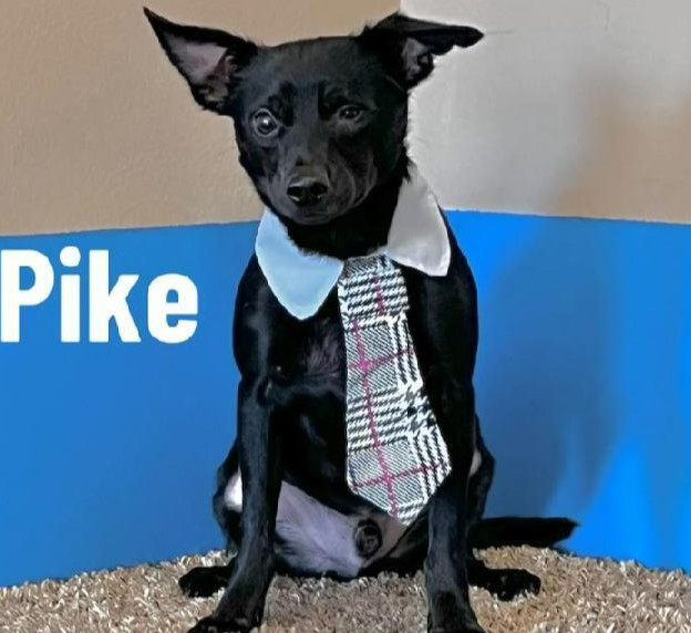 Pike