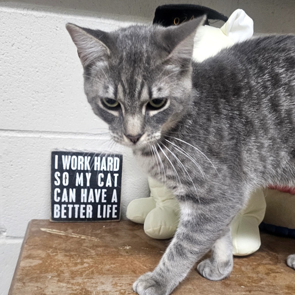 Pumpkin Spice, an adoptable Domestic Short Hair in Laredo, TX, 78045 | Photo Image 1