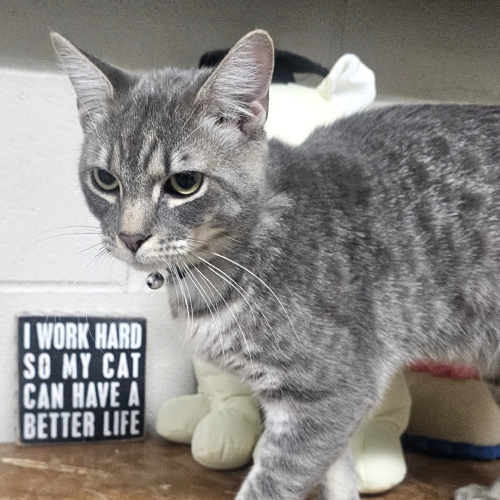 Pumpkin Spice, an adoptable Domestic Short Hair in Laredo, TX, 78045 | Photo Image 3