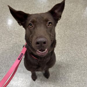 Charlotte, Adult Female Chocolate Labrador Retriever
