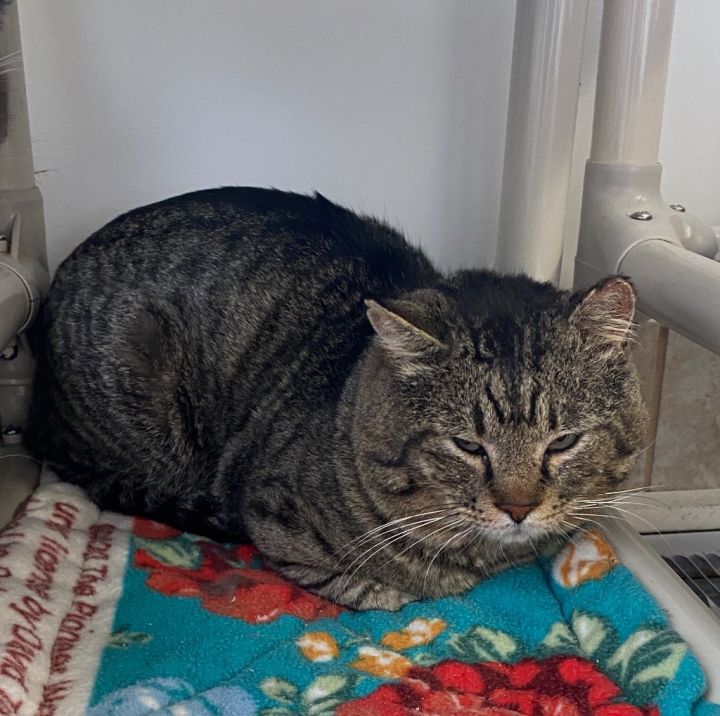 Cat for adoption - Bigfoot Freddy, a Domestic Short Hair Mix