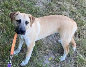 Juliet, Young Female Yellow Labrador Retriever