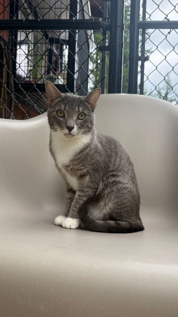 Daisy, an adoptable Domestic Short Hair in Sultan, WA, 98294 | Photo Image 1