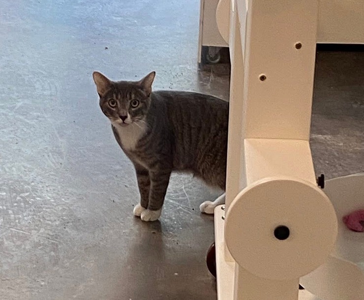 Daisy, an adoptable Domestic Short Hair in Sultan, WA, 98294 | Photo Image 2