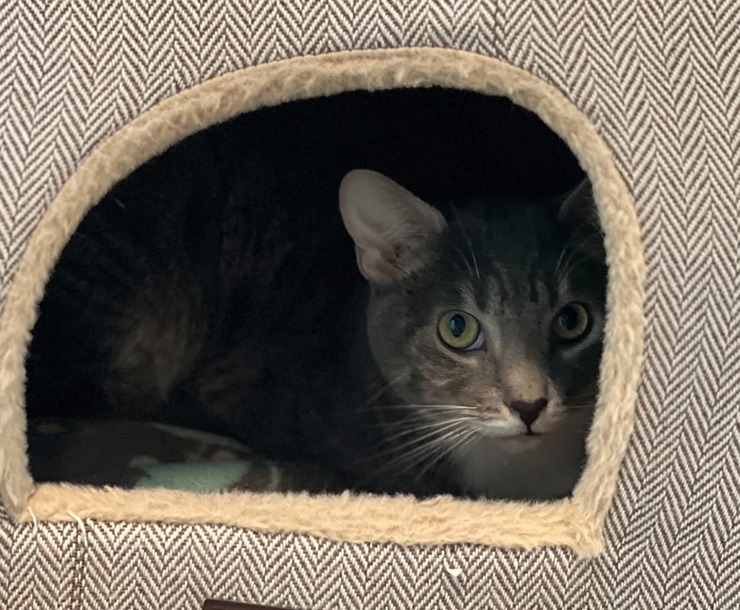 Daisy, an adoptable Domestic Short Hair in Sultan, WA, 98294 | Photo Image 3