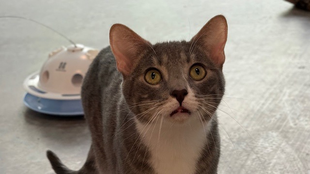 Daisy, an adoptable Domestic Short Hair in Sultan, WA, 98294 | Photo Image 4