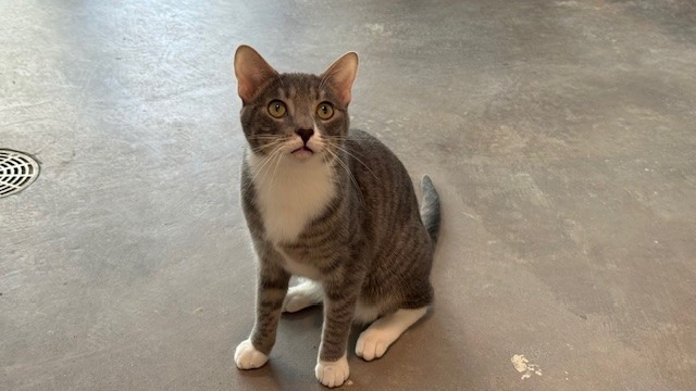 Daisy, an adoptable Domestic Short Hair in Sultan, WA, 98294 | Photo Image 5