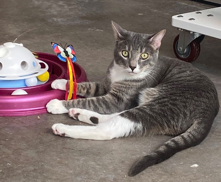 Daisy, an adoptable Domestic Short Hair in Sultan, WA, 98294 | Photo Image 6