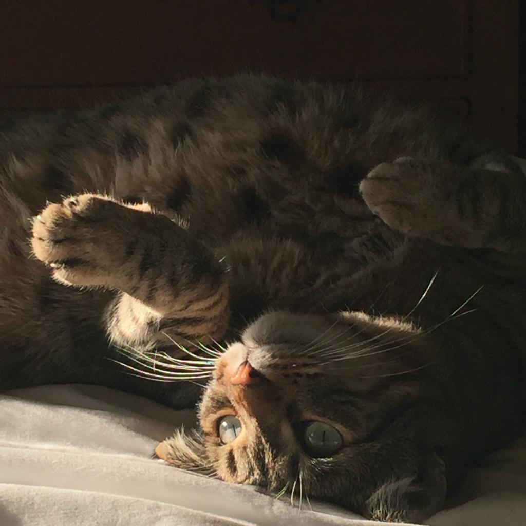 Izzy