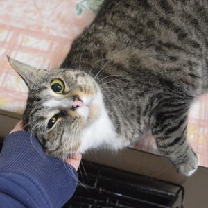 Tac, Adult Female unknown
