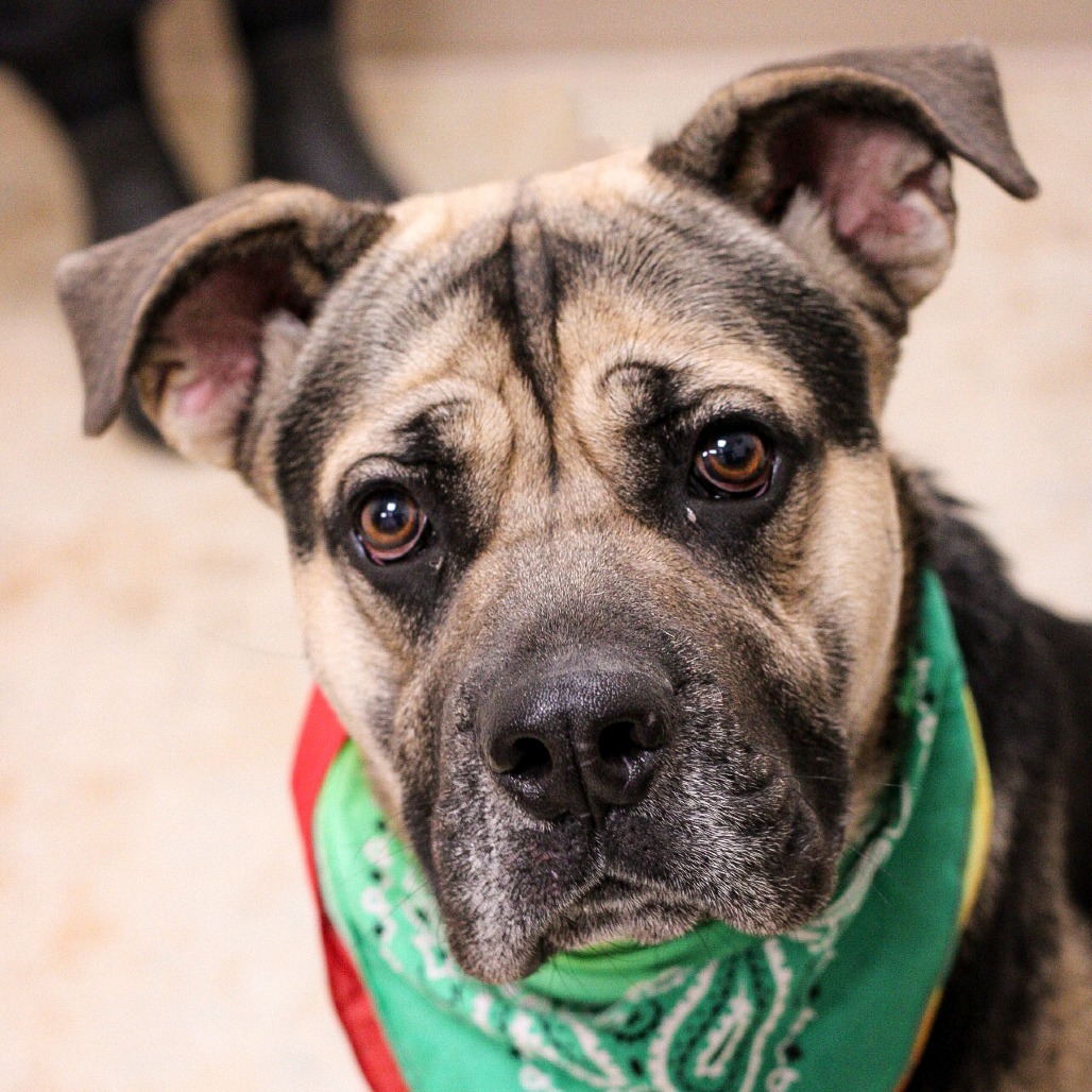 Taterhead, an adoptable Bullmastiff, Mixed Breed in East Smithfield , PA, 18817 | Photo Image 2