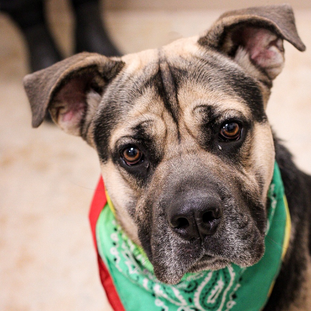 Taterhead, an adoptable Bullmastiff, Mixed Breed in East Smithfield , PA, 18817 | Photo Image 3