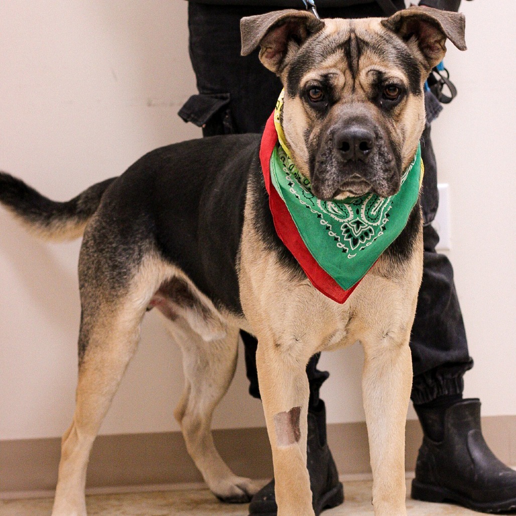 Taterhead, an adoptable Bullmastiff, Mixed Breed in East Smithfield , PA, 18817 | Photo Image 4