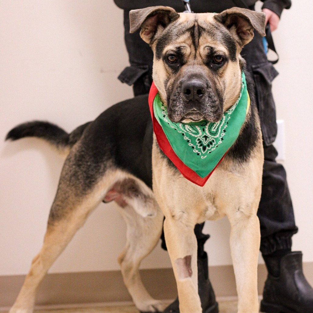 Taterhead, an adoptable Bullmastiff, Mixed Breed in East Smithfield , PA, 18817 | Photo Image 5