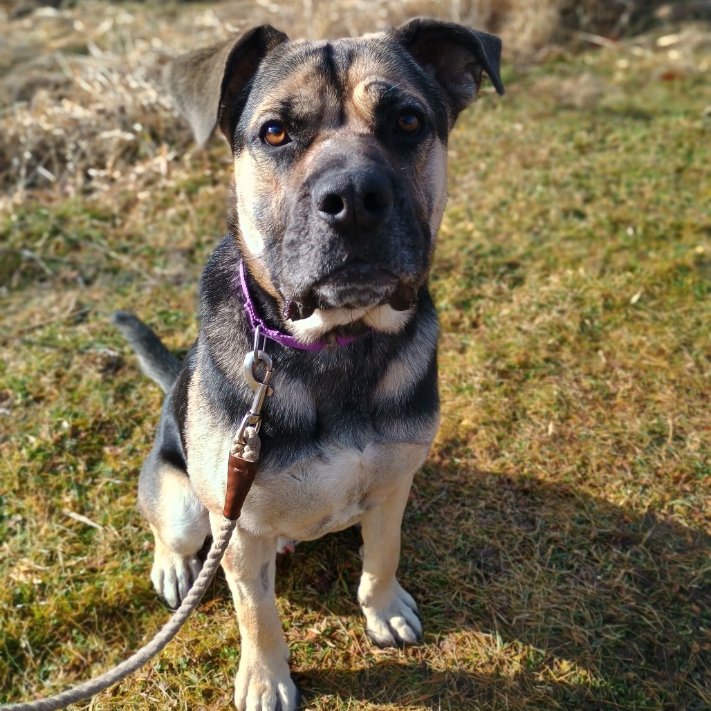 Taterhead, an adoptable Bullmastiff, Mixed Breed in East Smithfield , PA, 18817 | Photo Image 6
