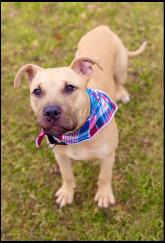 Rex, an adoptable Sloughi, Terrier in Strongsville, OH, 44136 | Photo Image 1