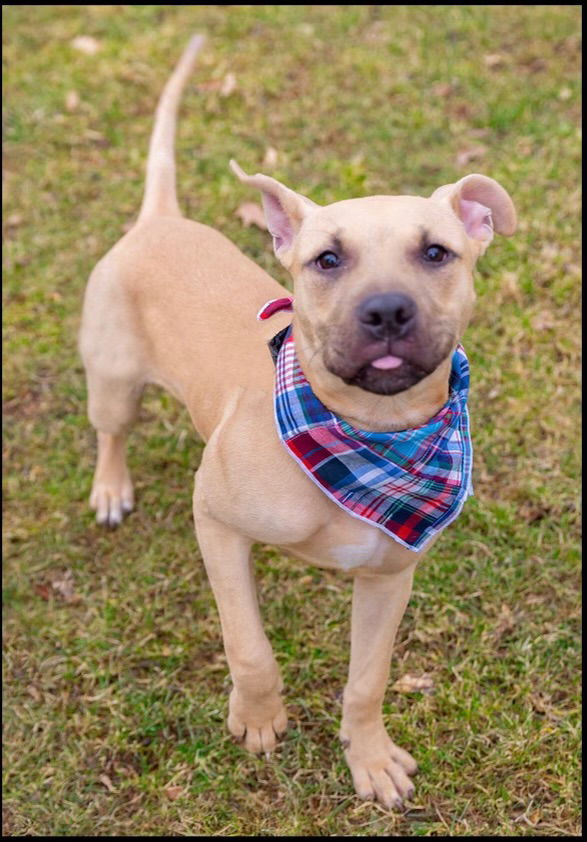 Rex, an adoptable Sloughi, Terrier in Strongsville, OH, 44136 | Photo Image 2