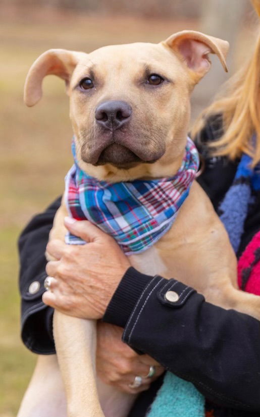 Rex, an adoptable Sloughi, Terrier in Strongsville, OH, 44136 | Photo Image 3
