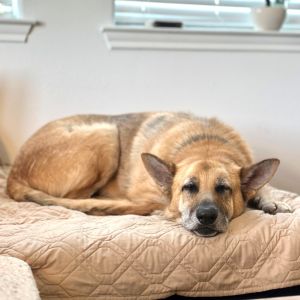 Fraiser, Senior Male German Shepherd Dog