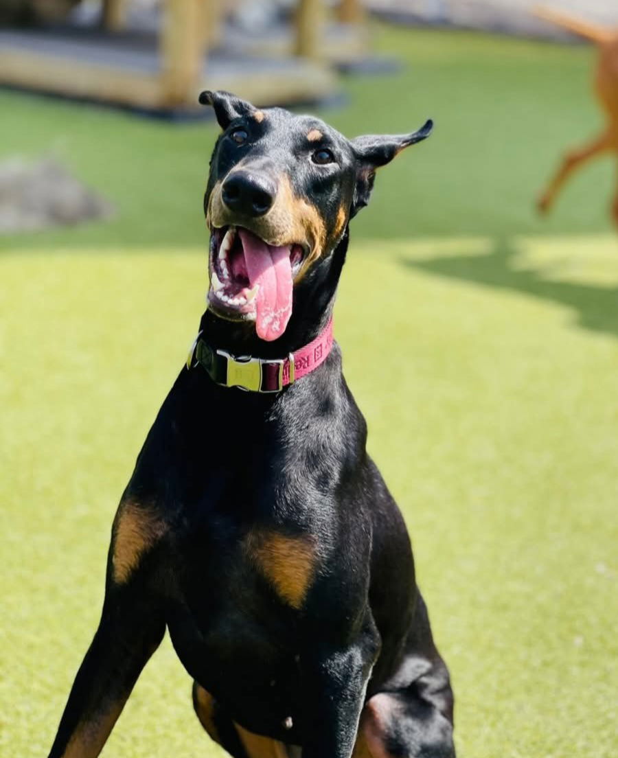 Nala