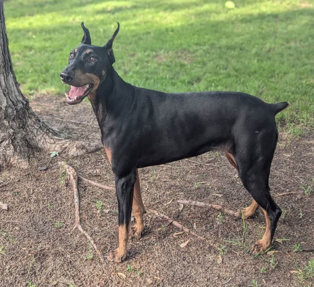 Nala