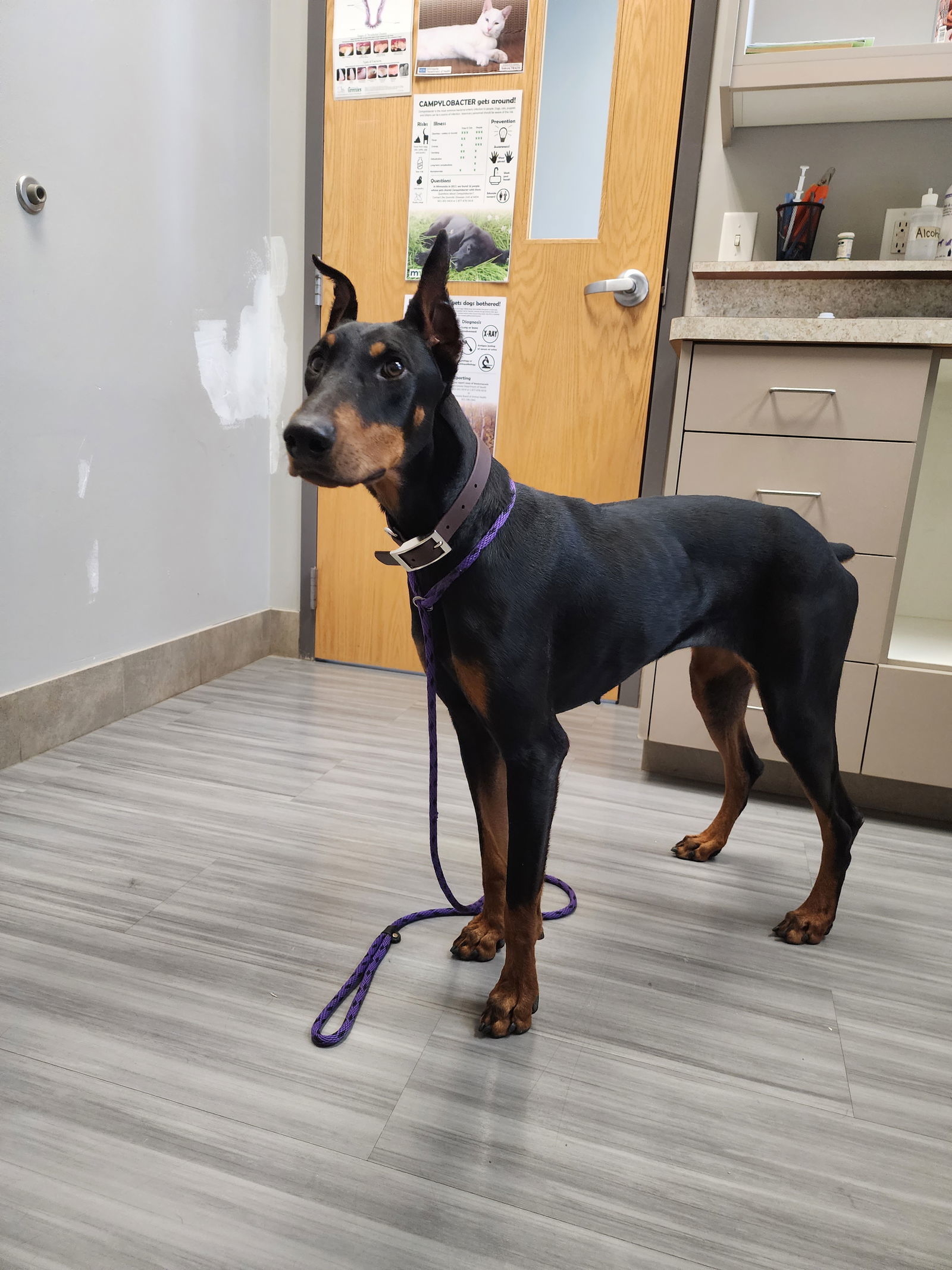 Nala Adoption Pending!