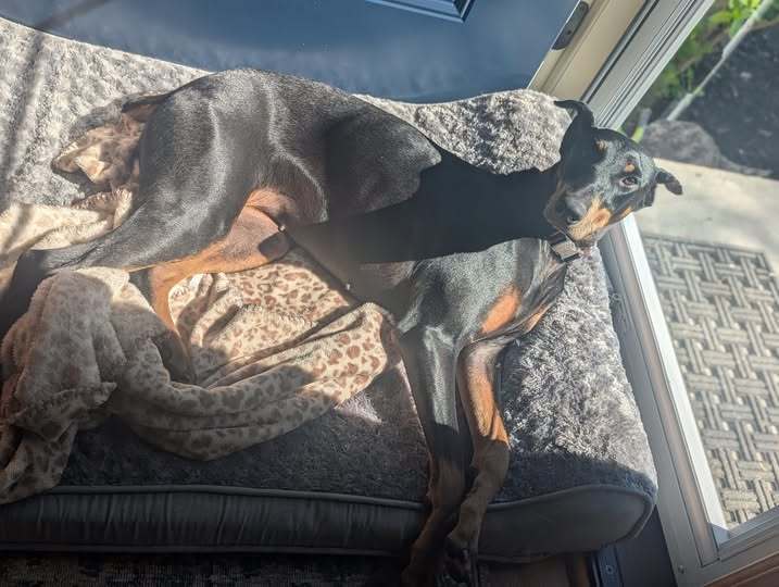 Nala
