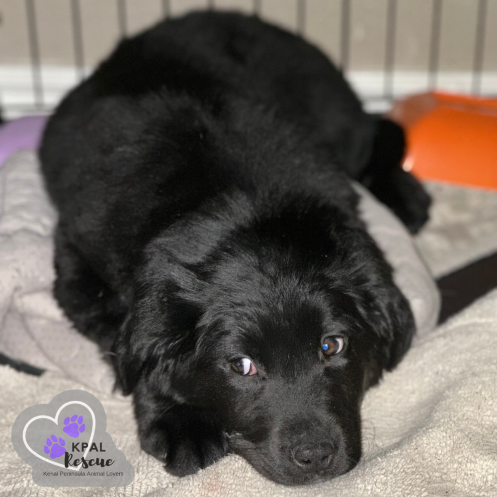 Rollo - Magnificent Seven, an adoptable Golden Retriever, Labrador Retriever in Kenai, AK, 99611 | Photo Image 1
