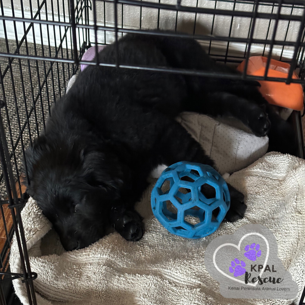 Rollo - Magnificent Seven, an adoptable Golden Retriever, Labrador Retriever in Kenai, AK, 99611 | Photo Image 2