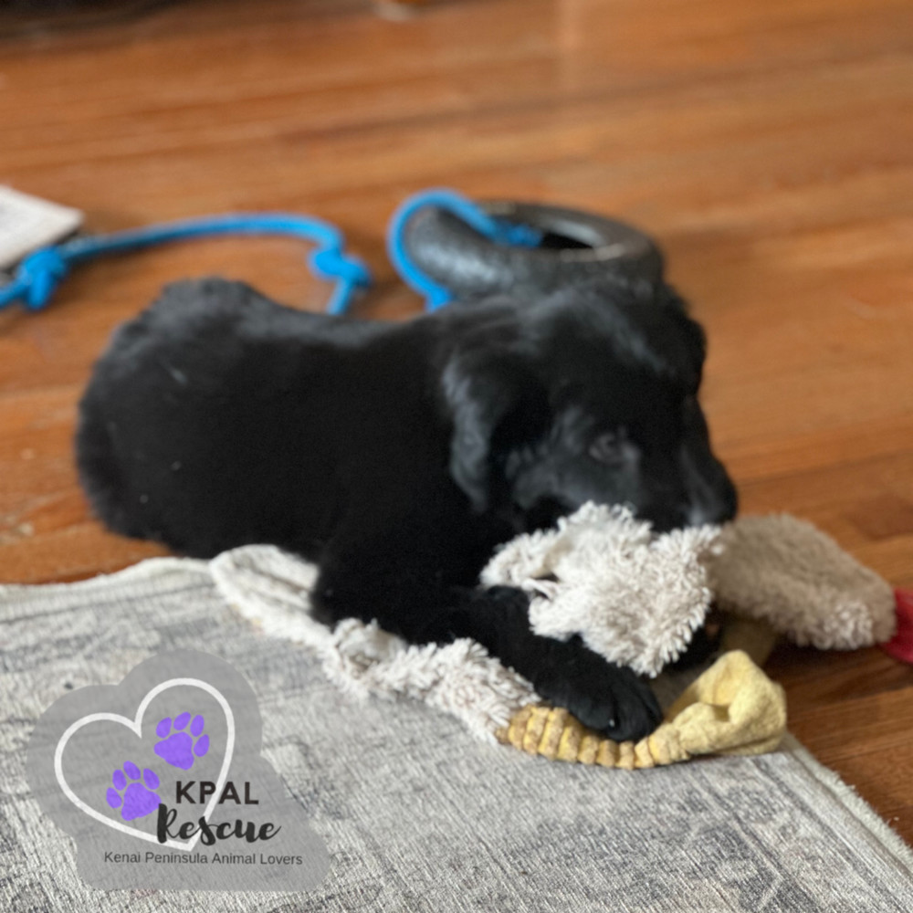 Rollo - Magnificent Seven, an adoptable Golden Retriever, Labrador Retriever in Kenai, AK, 99611 | Photo Image 3