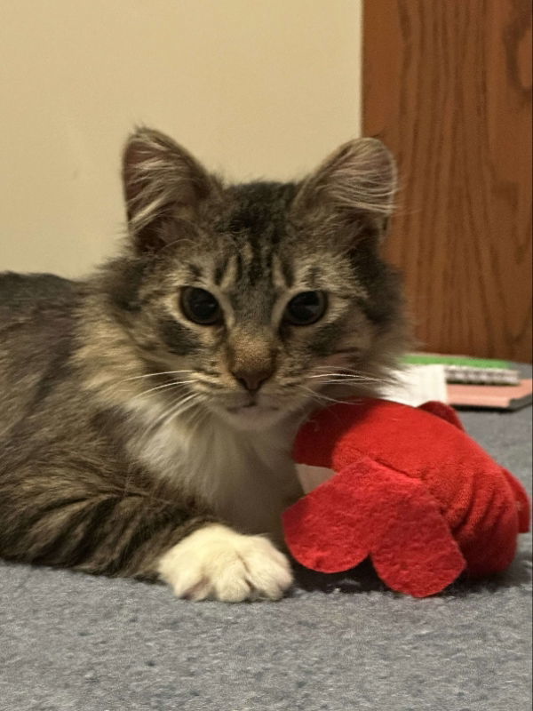 Oscar, an adoptable Domestic Long Hair in Alexandria, MN, 56308 | Photo Image 1