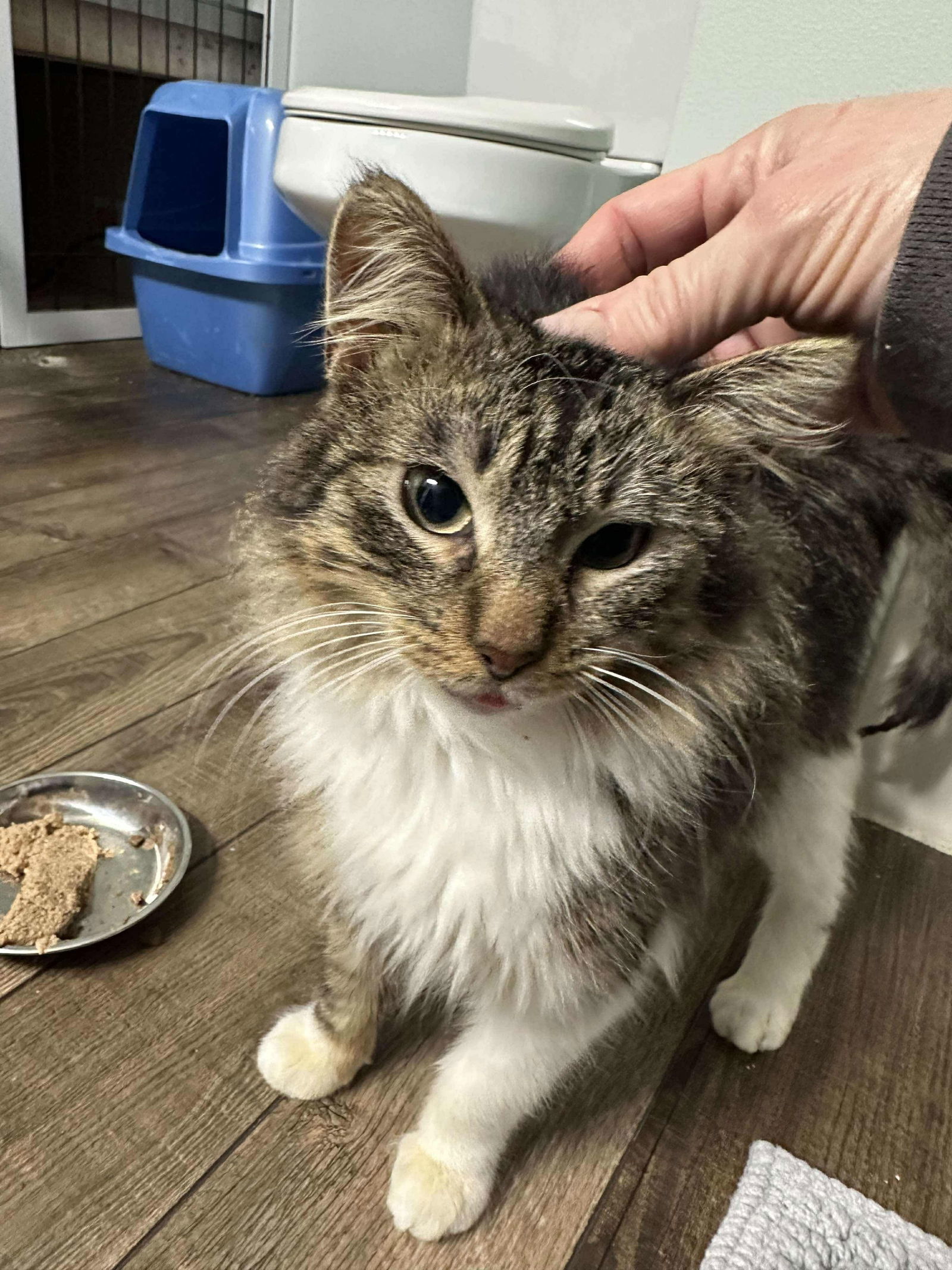 Oscar, an adoptable Domestic Long Hair in Alexandria, MN, 56308 | Photo Image 2