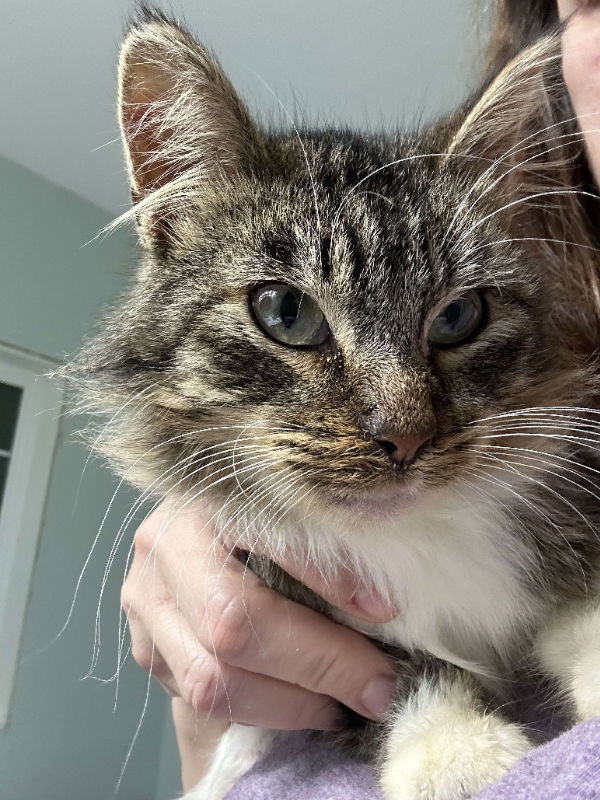 Oscar, an adoptable Domestic Long Hair in Alexandria, MN, 56308 | Photo Image 3