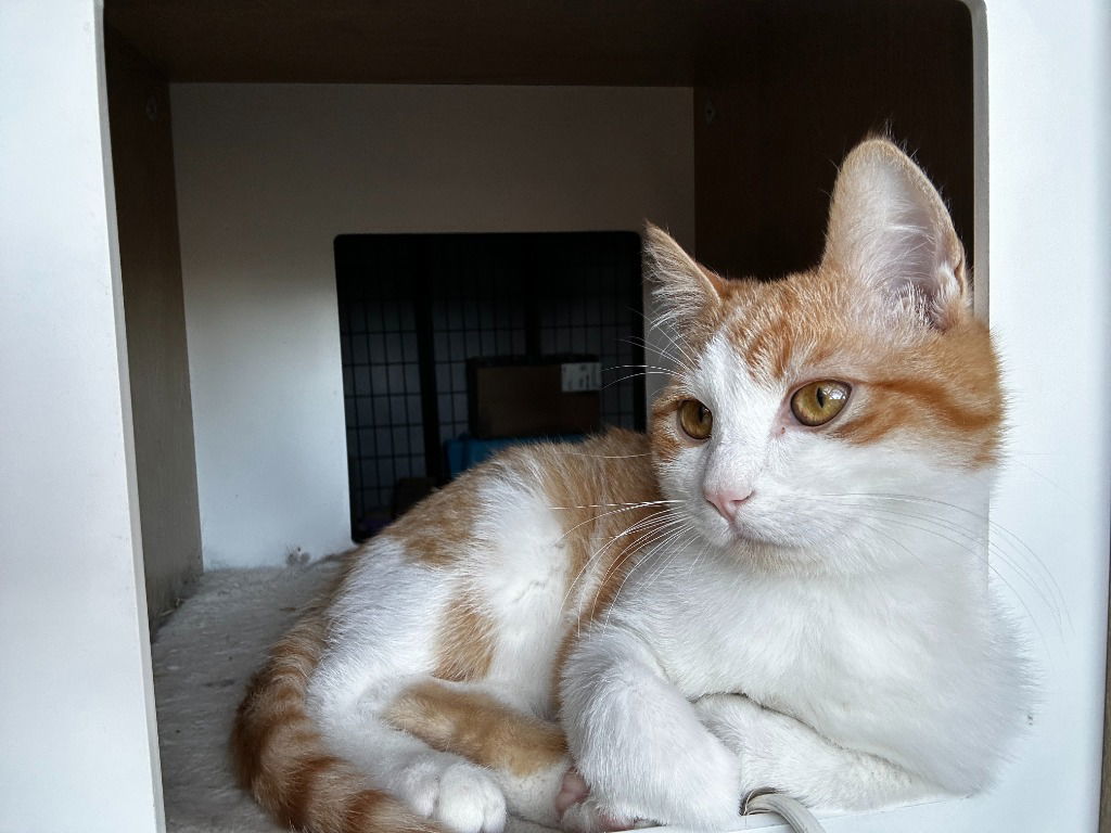 Barley, an adoptable Domestic Medium Hair in St. Helens, OR, 97051 | Photo Image 1