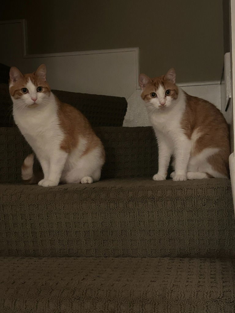 Barley, an adoptable Domestic Medium Hair in St. Helens, OR, 97051 | Photo Image 2