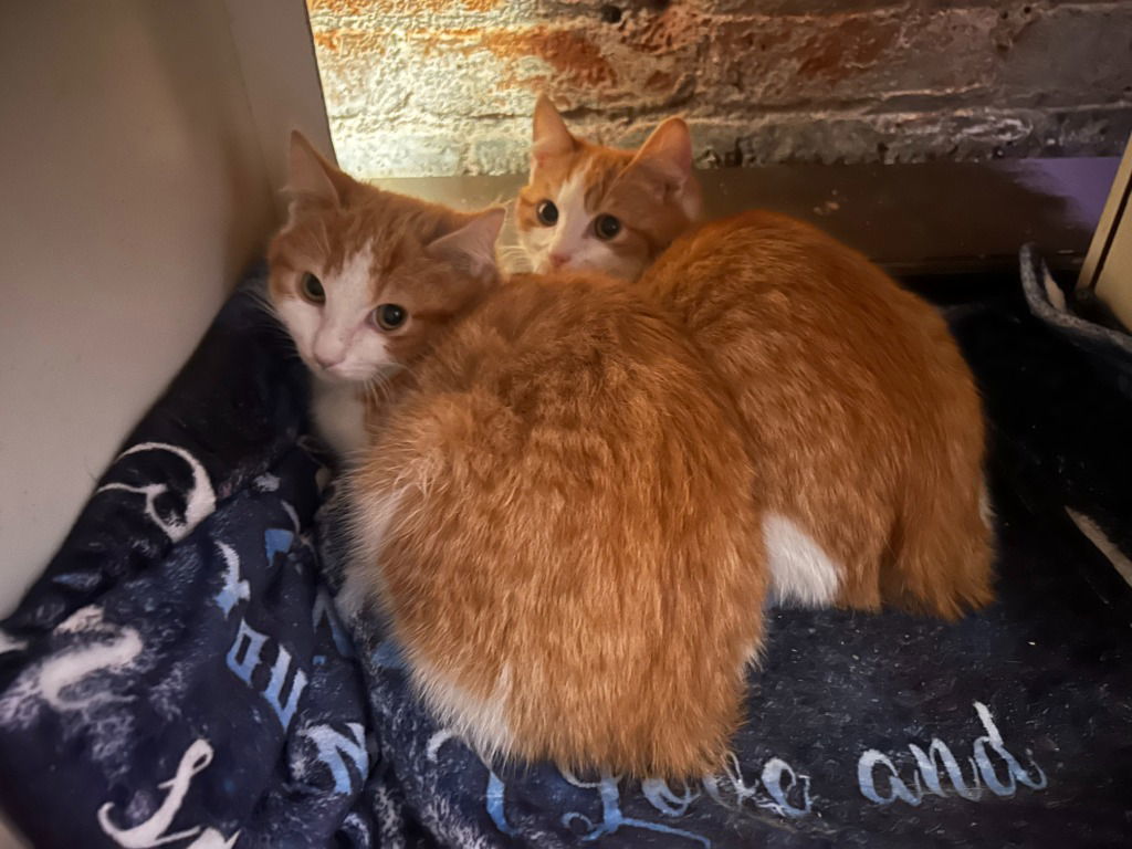 Barley, an adoptable Domestic Medium Hair in St. Helens, OR, 97051 | Photo Image 3