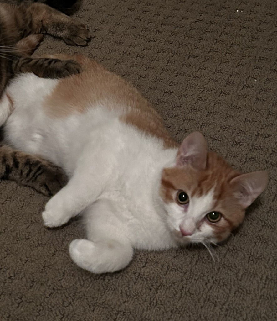 Oatmeal, an adoptable Domestic Medium Hair in St. Helens, OR, 97051 | Photo Image 2