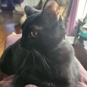 Wolf Moon, Young Male Domestic Short Hair