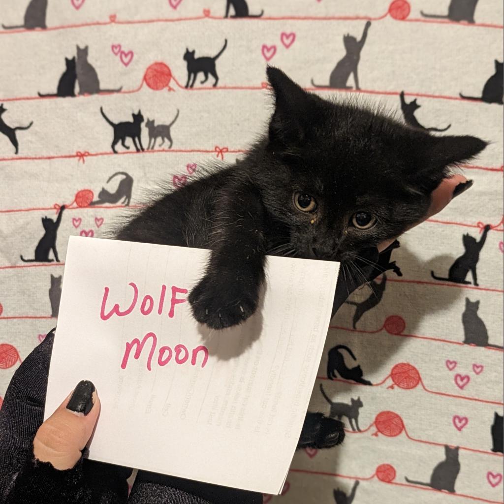 Wolf Moon