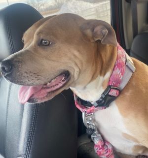 Daisy, Adult Female Boxer