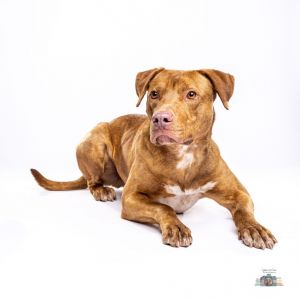 Chocolate, Young Male Labrador Retriever