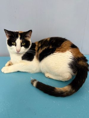 Dixie, Senior Female unknown