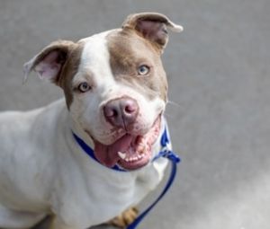 Calling all adventure buddies Tyai a 15-year-old ball of playful energy think puppy zoomies but