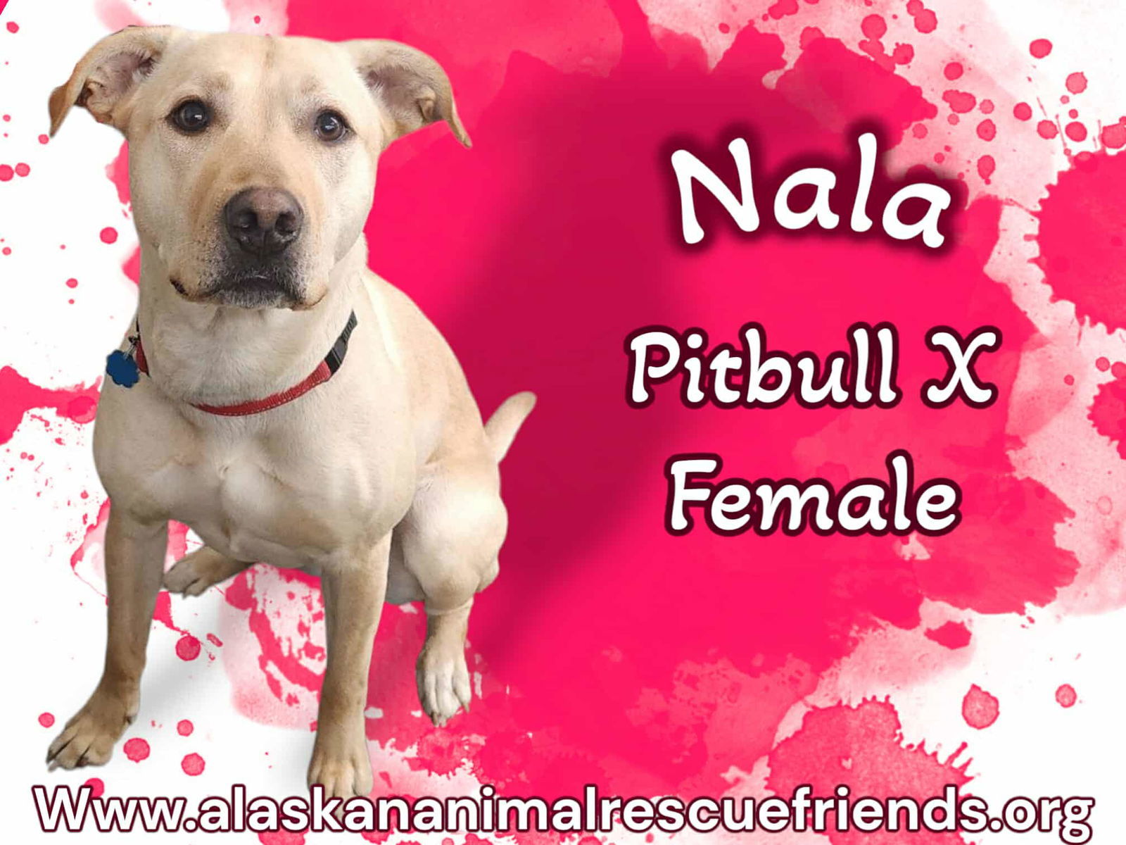 Nala, an adoptable Labrador Retriever, Pit Bull Terrier in Anchorage, AK, 99503 | Photo Image 1